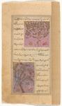 Orange tree (nâranj) [top]; Coconut tree (nârjîl) [bottom]