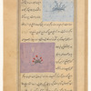 Mouse-ear (uzan al-fâr) [top]; Anemone (âzaryûn) [bottom]