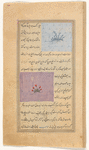 Mouse-ear (uzan al-fâr) [top]; Anemone (âzaryûn) [bottom]