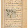 A vine that grows around trees and makes the fruit bitter (akbalausars)