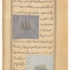 The herb alkali, or saltwort (huruz) [Misspeled - hurus] [top];  Lotus clover (handqûq) [bottom]