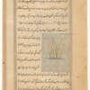 Wheat (hintah)