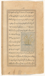 Wheat (hintah)