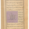 Poppy (khashkhâsh)
