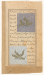 Cucumber (khiyâr) [top]; A small cucmber (khiyârza) [bottom]