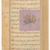 Donkey's gall (diflâ)