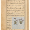 Lily or iris (sûsan)