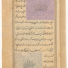 Purslain (farfakh) [Misspelled - farqakh] [top]; Cinquefoil (fanjangusht) [bottom]