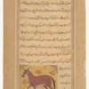 Mule (baghl)