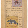 Polecat (tarfân) [top]; An animal that gives birth on the riverside, shown with feline body and the head and tail of a fish ('atâbah) [bottom]