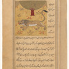 Lion (asad)