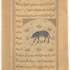 Boar (khinzîr)
