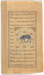 Boar (khinzîr)