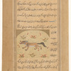 Wolf (zîb)