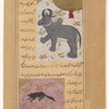 A fabulous animal with the trunk and legs of an elephant and the head and hump of a water buffalo (sunbâd [i.e., the sinâd]) [top]; Ermine (sinjâb) [bottom]