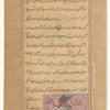 Kite (mûsh khvâr)