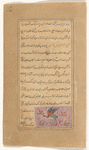 Kite (mûsh khvâr)