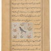 Falcon (bâz)