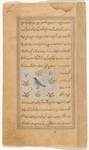 Falcon (bâz)