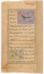 Parrot (tûtî) [top];  Nightingale ('andalîb) [bottom]