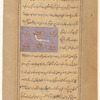 Bustard (hubârâ)