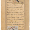 Crow (zâgh) [top]; Pigeon (hamâm) [bottom]