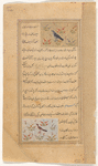 Crow (zâgh) [top]; Pigeon (hamâm) [bottom]