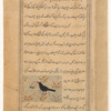 Raven (ghurâb)