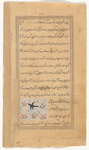 Starling (zurzûr)