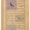 Royal falcon (shâhîn) [top]; A green magpie or a woodpecker (shiqrâq) [middle]; A whistling bird (sâfir) [bottom]