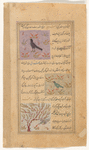 Royal falcon (shâhîn) [top]; A green magpie or a woodpecker (shiqrâq) [middle]; A whistling bird (sâfir) [bottom]