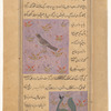 Hawk (saqr) [top]; Peacock (tâ'ûs) [bottom]