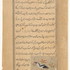 Eagle ('uqâb)