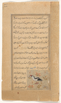 Eagle ('uqâb)