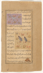 Ring-dove (fâkhta) [top]; Partridge (qabj) [bottom]