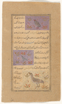 Sand grouse (qatâ) [top]; Turtledove (qumrî) [middle]; Phoenix (qûqnus) [bottom]