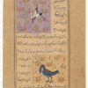 Stork (laqlaq) [top]; Great crested grebe (mâlik al-hazîn) [bottom]