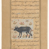 Buffalo (gâvmish). Here spelled jâvmîsh