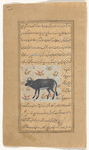 Buffalo (gâvmish). Here spelled jâvmîsh