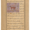 Fatty-tailed sheep (hanân)