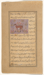 Fatty-tailed sheep (hanân)