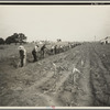 Men working at Dalworthington Gardens, Texas