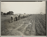 Men working at Dalworthington Gardens, Texas