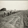 Men working at Dalworthington Gardens, Texas
