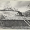 Spreading out apples to dry, Nicholson Hollow. Shenandoah National Park, Virginia