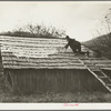 Spreading out apples to dry, Nicholson Hollow. Shenandoah National Park, Virginia