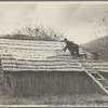 Spreading out apples to dry, Nicholson Hollow. Shenandoah National Park, Virginia