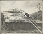 Spreading out apples to dry, Nicholson Hollow. Shenandoah National Park, Virginia