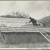 Spreading out apples to dry, Nicholson Hollow. Shenandoah National Park, Virginia