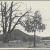 Old Ragged Mountain. Shenandoah National Park, Virginia, Old Rag